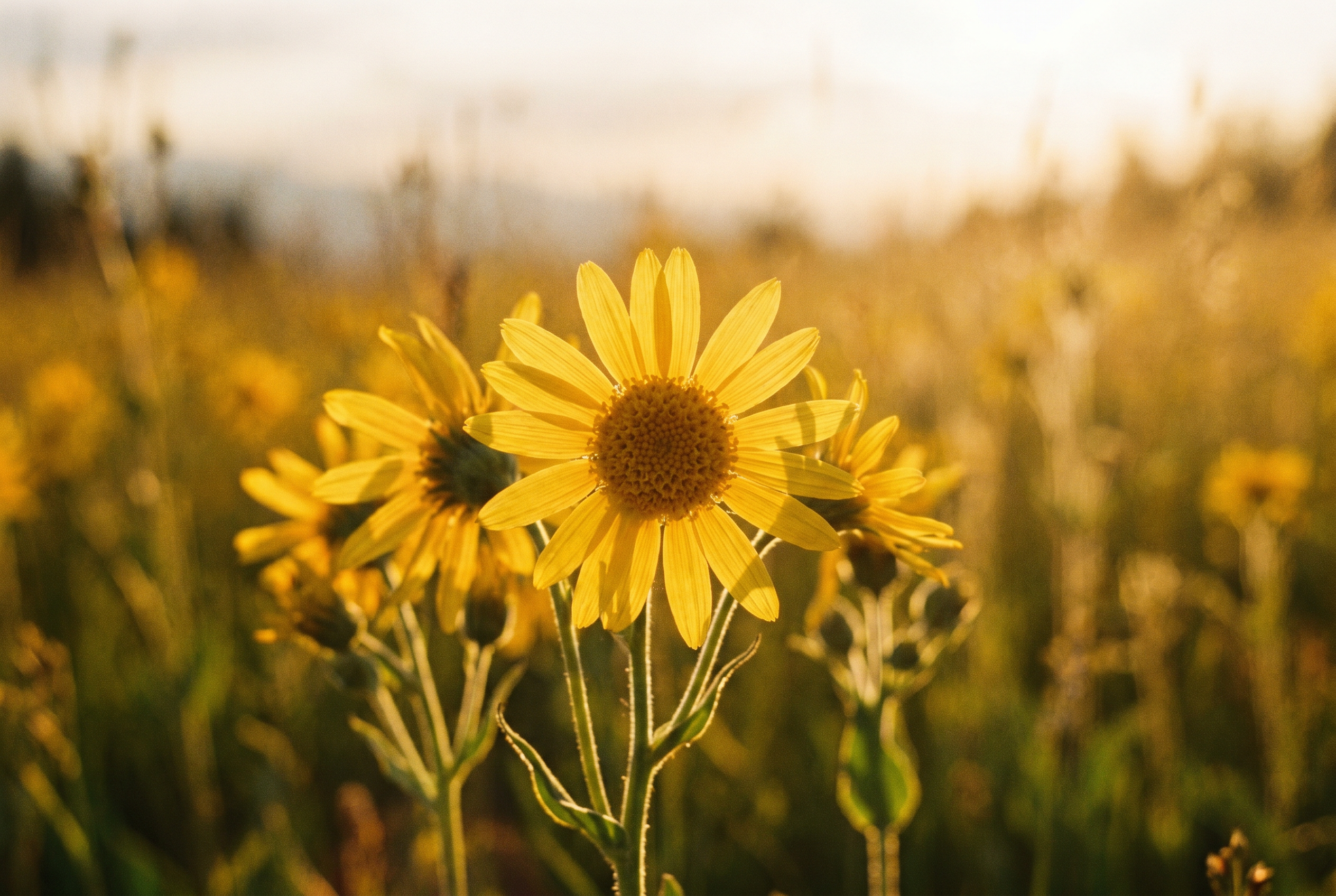 Arnica Montana flowers